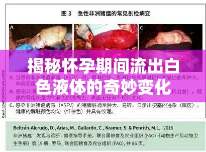 孕期白色分泌物，揭秘孕期生理變化的奧秘