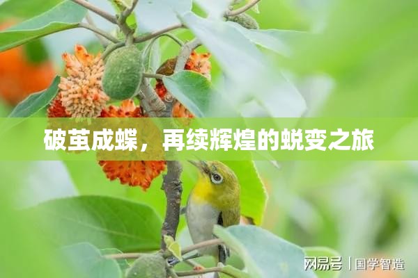 破繭成蝶，再續(xù)輝煌的蛻變之旅