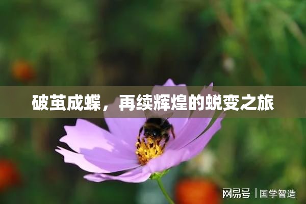 破繭成蝶，再續(xù)輝煌的蛻變之旅