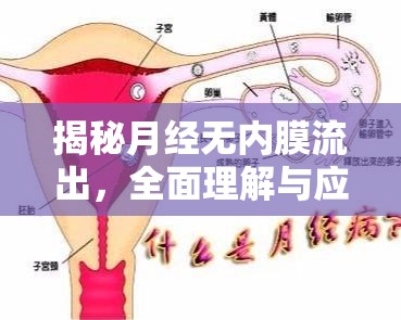 揭秘月經(jīng)無(wú)內(nèi)膜流出，全面理解與應(yīng)對(duì)策略指南