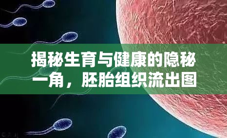 探索生育健康，胚胎組織流出圖片背后的真相