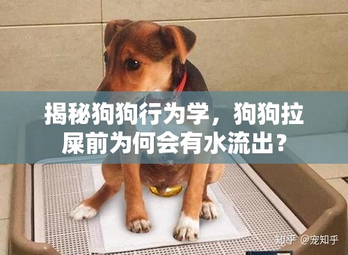 揭秘狗狗行為學(xué)，狗狗拉屎前為何會有水流出？
