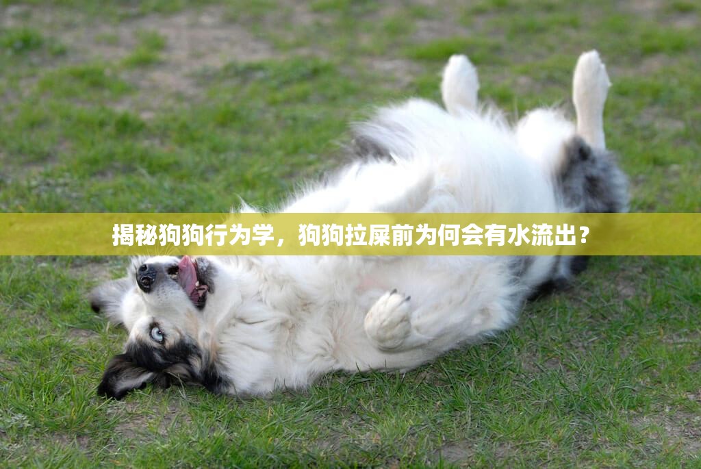揭秘狗狗行為學(xué)，狗狗拉屎前為何會有水流出？