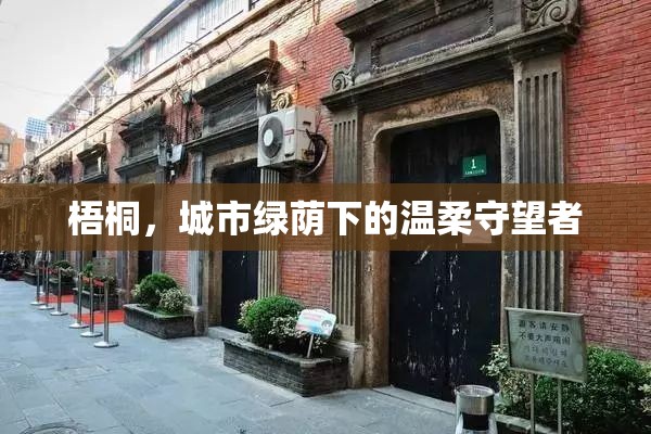梧桐，城市綠蔭下的溫柔守望者
