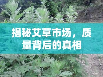 揭秘艾草市場(chǎng)，質(zhì)量背后的真相