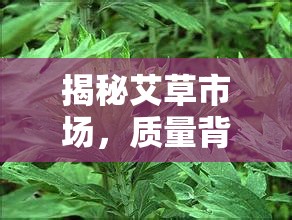 揭秘艾草市場(chǎng)，質(zhì)量背后的真相