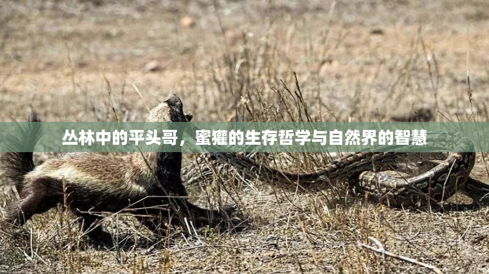叢林中的平頭哥，蜜獾的生存哲學(xué)與自然界的智慧