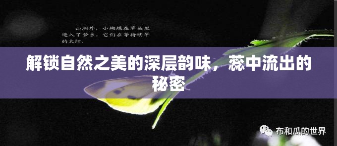 解鎖自然之美的深層韻味，蕊中流出的秘密