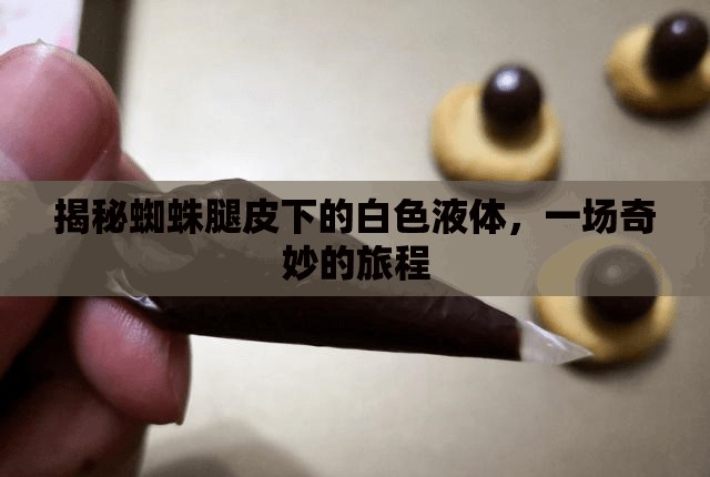 揭秘蜘蛛腿皮下的白色液體，一場奇妙的旅程