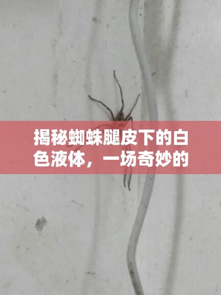 揭秘蜘蛛腿皮下的白色液體，一場奇妙的旅程
