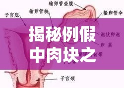 揭秘例假中肉塊之謎，子宮內(nèi)膜脫落的真相