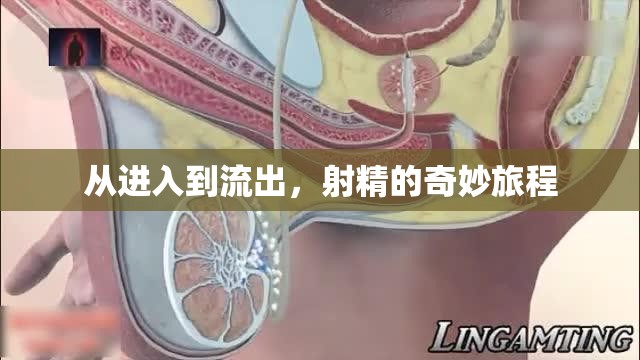 從進(jìn)入到流出，射精的奇妙旅程
