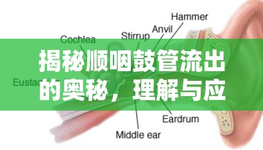 揭秘順咽鼓管流出的奧秘，理解與應(yīng)對中耳壓力問題