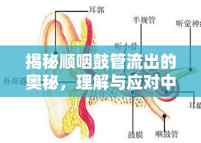 揭秘順咽鼓管流出的奧秘，理解與應(yīng)對中耳壓力問題
