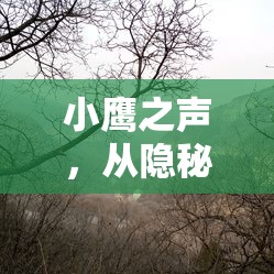 小鷹之聲，從隱秘山林到網(wǎng)絡(luò)熱潮的非凡蛻變之旅