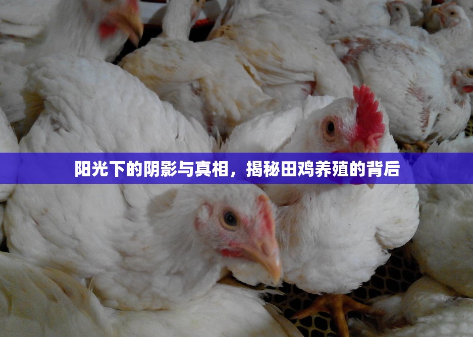 陽(yáng)光下的陰影與真相，揭秘田雞養(yǎng)殖的背后