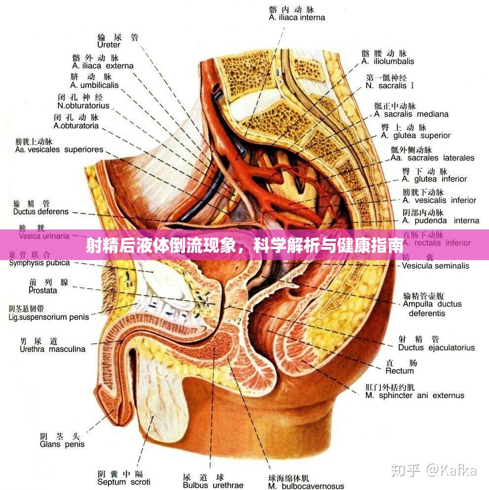 射精后液體倒流現(xiàn)象，科學(xué)解析與健康指南