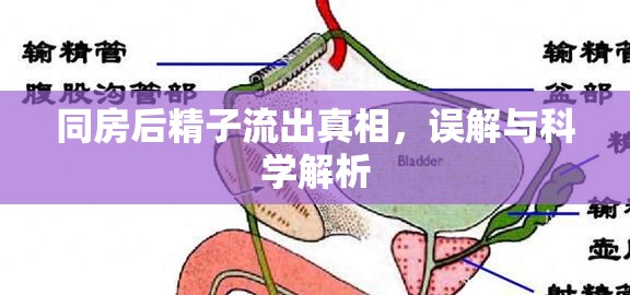 同房后精子流出真相，誤解與科學(xué)解析