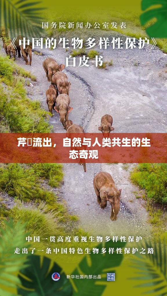 芹沢流出，自然與人類共生的生態(tài)奇觀