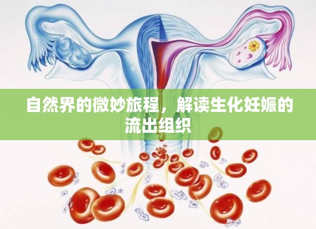 自然界的微妙旅程，解讀生化妊娠的流出組織
