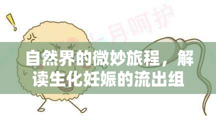 自然界的微妙旅程，解讀生化妊娠的流出組織