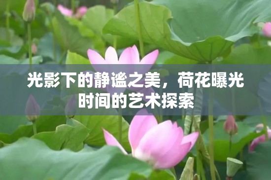 光影下的靜謐之美，荷花曝光時(shí)間的藝術(shù)探索