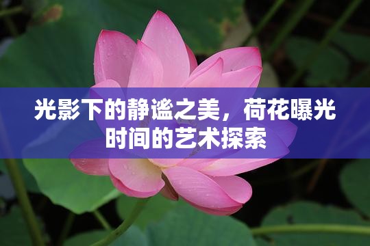 光影下的靜謐之美，荷花曝光時(shí)間的藝術(shù)探索