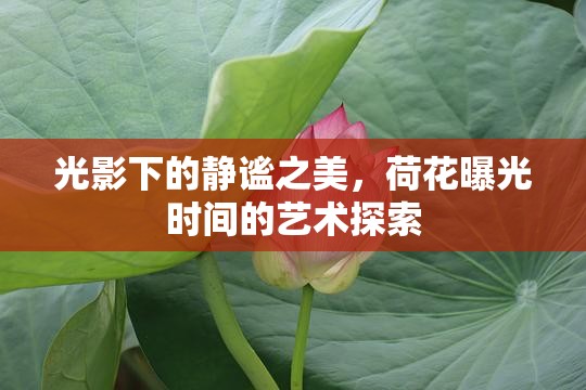 光影下的靜謐之美，荷花曝光時(shí)間的藝術(shù)探索