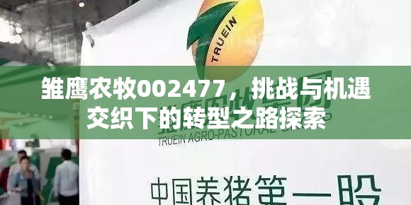 雛鷹農牧002477，挑戰(zhàn)與機遇交織下的轉型之路探索