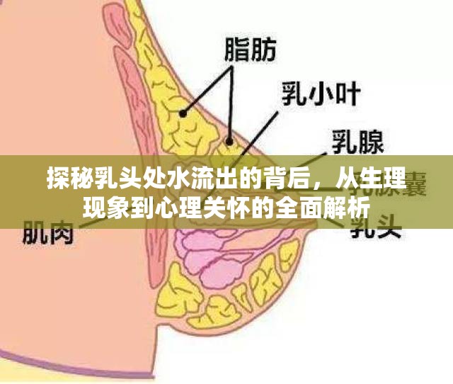 探秘乳頭處水流出的背后，從生理現(xiàn)象到心理關(guān)懷的全面解析