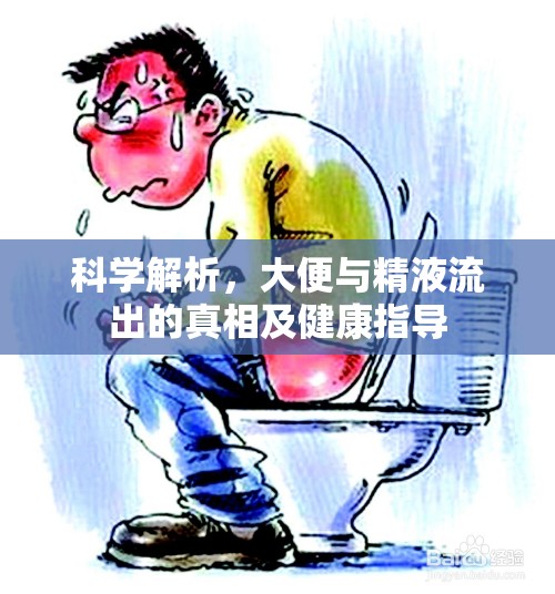 科學(xué)解析，大便與精液流出的真相及健康指導(dǎo)