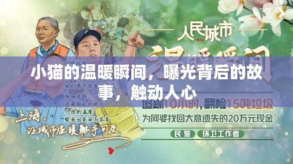 小貓的溫暖瞬間，曝光背后的故事，觸動(dòng)人心