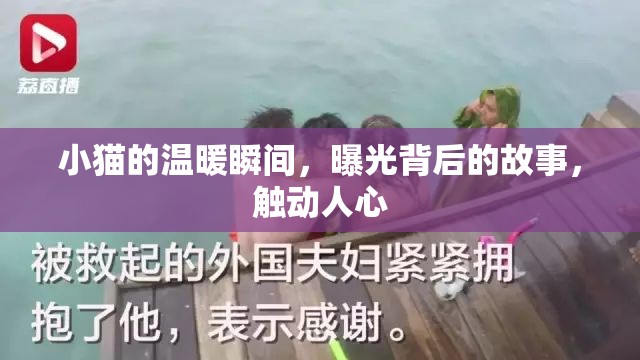 小貓的溫暖瞬間，曝光背后的故事，觸動(dòng)人心