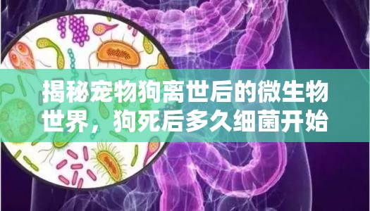 揭秘寵物狗離世后的微生物世界，狗死后多久細菌開始擴散？