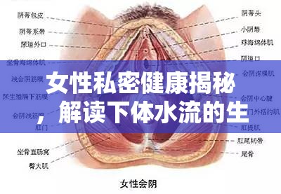 女性私密健康揭秘，解讀下體水流的生理現(xiàn)象