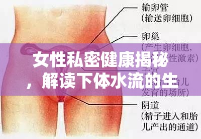 女性私密健康揭秘，解讀下體水流的生理現(xiàn)象
