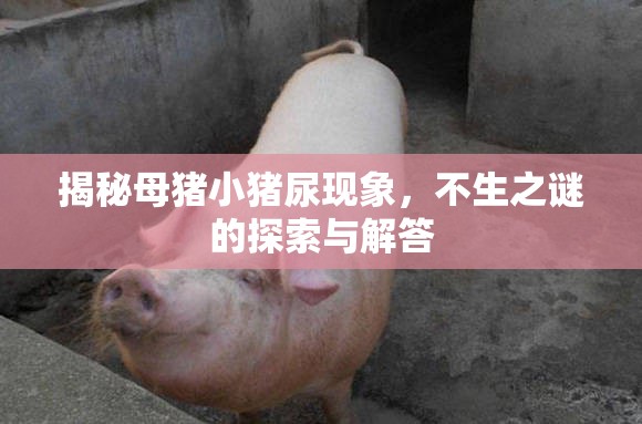 揭秘母豬小豬尿現(xiàn)象，不生之謎的探索與解答