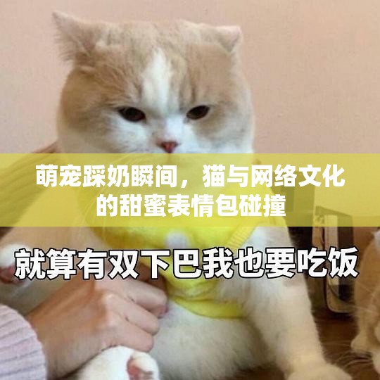 萌寵踩奶瞬間，貓與網(wǎng)絡(luò)文化的甜蜜表情包碰撞