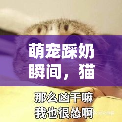 萌寵踩奶瞬間，貓與網(wǎng)絡(luò)文化的甜蜜表情包碰撞