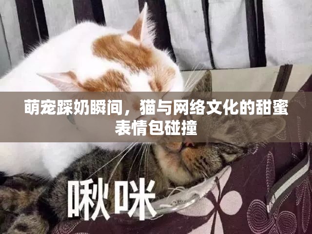 萌寵踩奶瞬間，貓與網(wǎng)絡(luò)文化的甜蜜表情包碰撞
