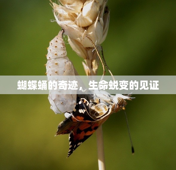 蝴蝶蛹的奇跡，生命蛻變的見證
