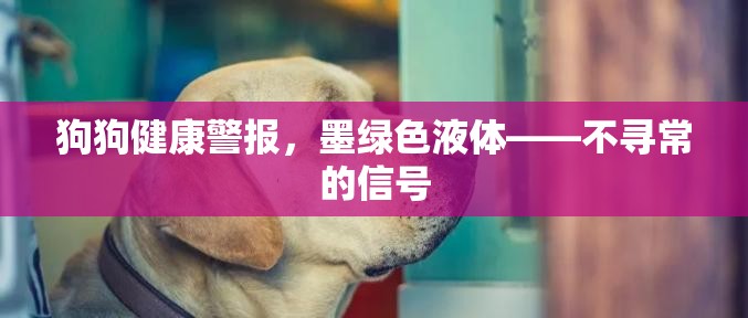 狗狗健康警報(bào)，墨綠色液體——不尋常的信號(hào)