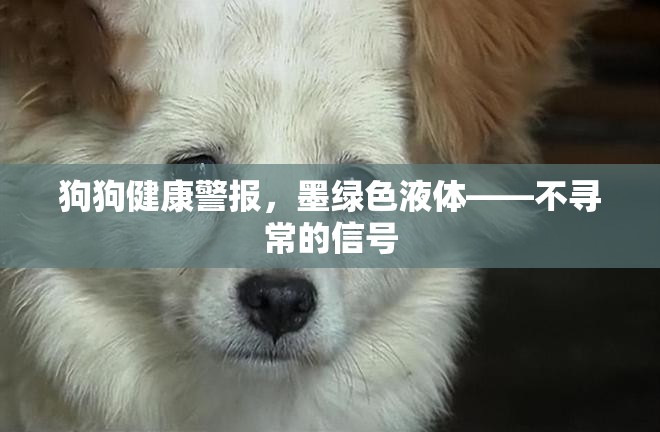 狗狗健康警報(bào)，墨綠色液體——不尋常的信號(hào)