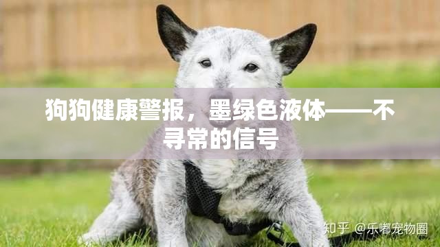 狗狗健康警報(bào)，墨綠色液體——不尋常的信號(hào)