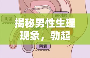 揭秘男性生理現(xiàn)象，勃起時尿道口為何有液體流出？