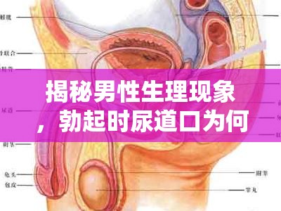 揭秘男性生理現(xiàn)象，勃起時尿道口為何有液體流出？