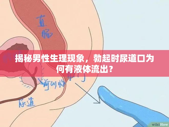 揭秘男性生理現(xiàn)象，勃起時尿道口為何有液體流出？