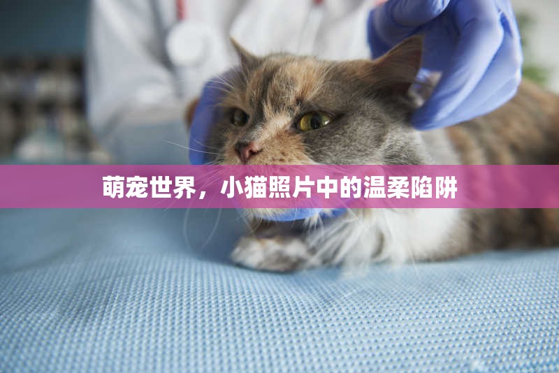 萌寵世界，小貓照片中的溫柔陷阱