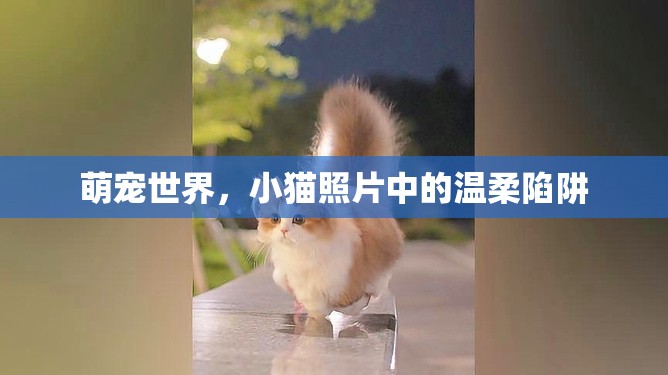 萌寵世界，小貓照片中的溫柔陷阱