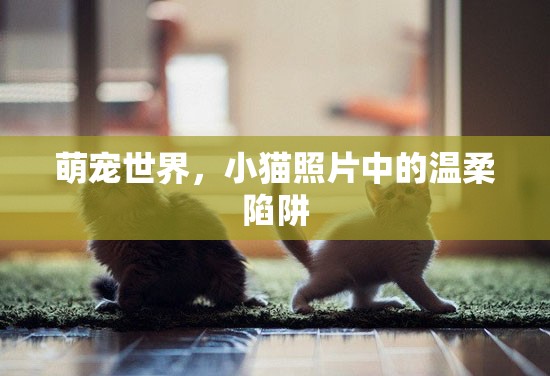 萌寵世界，小貓照片中的溫柔陷阱